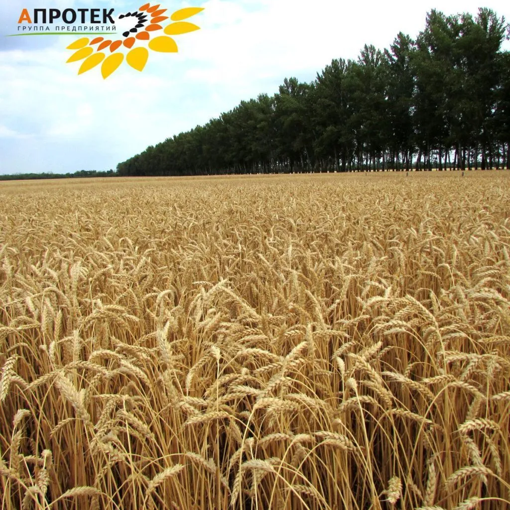 семена озимой пшеницы от производителя в Павловске 3