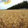 семена озимой пшеницы от производителя в Павловске 3