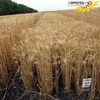 семена озимой пшеницы от производителя в Павловске 2