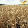 семена озимой пшеницы от производителя в Павловске