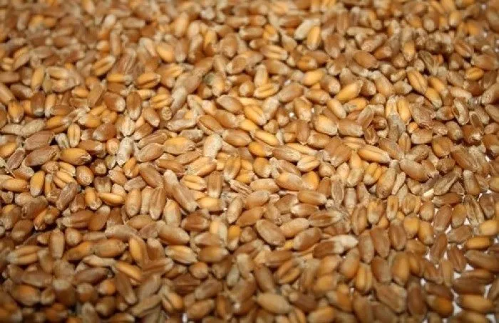  Фуражное зерно в Смоленской области в Смоленске 2