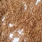 пшеница кукуруза ячмень овес калуга в Калуге