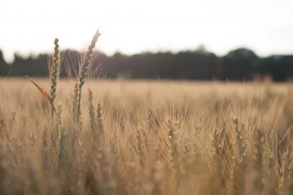 В 2022 году в Калужской области Управлением Россельхознадзора проконтролирован экспорт свыше 1200 тонн продуктов переработки зерна