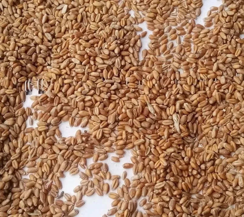фотография продукта Пшеница кукуруза ячмень овес калуга