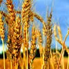  Зерно пшеница 5 кл  в Калуге